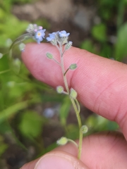 Myosotis arvensis