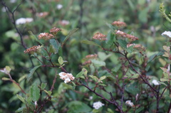 Spiraea dasyantha