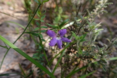 Scaevola ramosissima