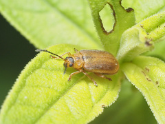 Galerucella pusilla