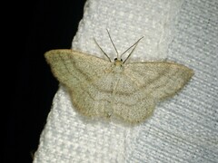 Scopula frigidaria
