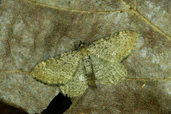Philereme vetulata