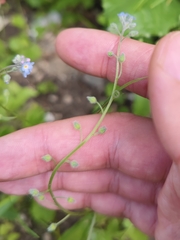 Myosotis arvensis