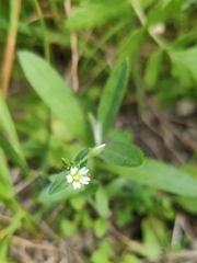 Cerastium holosteoides