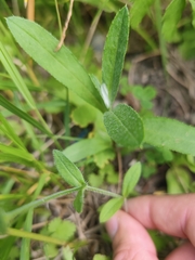 Cerastium holosteoides