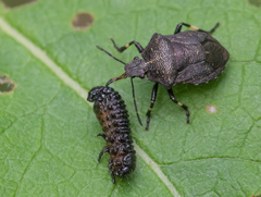 Rhacognathus punctatus