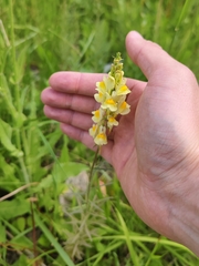 Linaria vulgaris