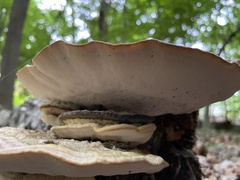 Fungi