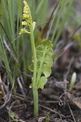 Botrychium neolunaria