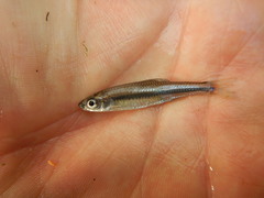Notropis volucellus