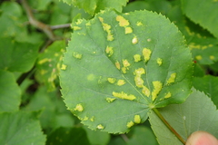 Eriophyes leiosoma