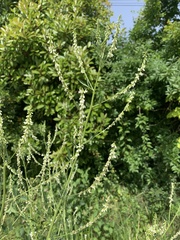 Melilotus