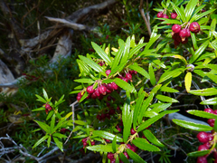 Gaultheria tenuifolia