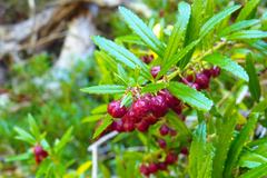 Gaultheria tenuifolia