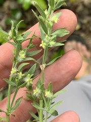 Galium serpenticum