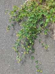 Medicago lupulina