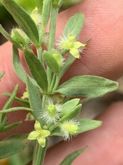 Galium serpenticum