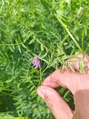Vicia cracca