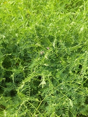 Vicia cracca