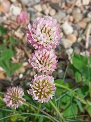 Trifolium fragiferum