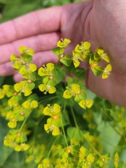 Euphorbia virgata