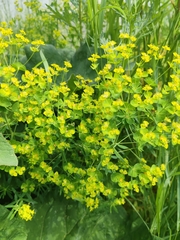 Euphorbia virgata