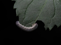 Macrophya alboannulata