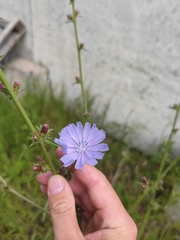 Cichorium intybus