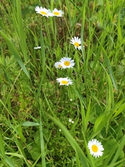 Leucanthemum vulgare