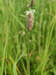 Plantago lanceolata