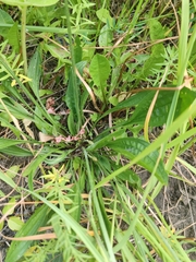 Plantago lanceolata