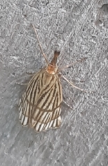 Chrysocrambus linetella