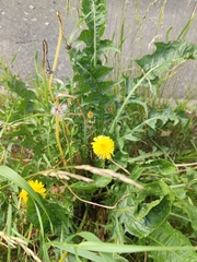 Taraxacum officinale
