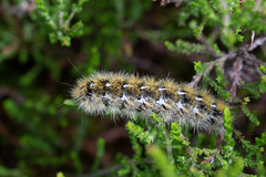 Diacrisia purpurata