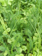Achillea millefolium