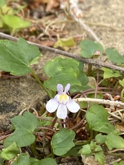 Cymbalaria muralis