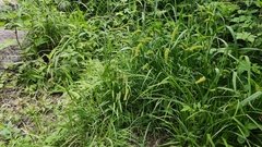Carex neurocarpa