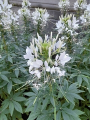 Cleome