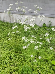 Anthriscus sylvestris