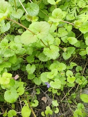 Glechoma hederacea