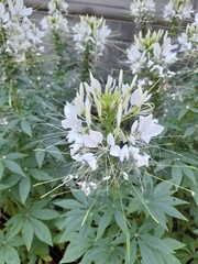 Cleome