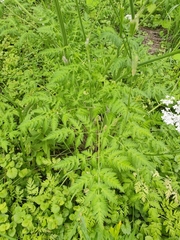 Anthriscus sylvestris
