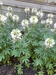 Cleome