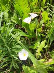 Convolvulus arvensis