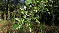 Fallopia cristata