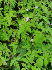 Geranium robertianum