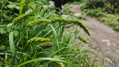 Carex neurocarpa