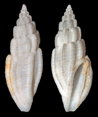 Eucithara