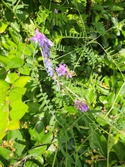 Vicia cracca
