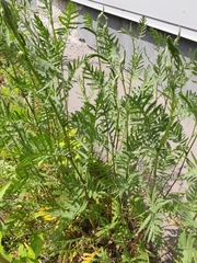 Tanacetum vulgare